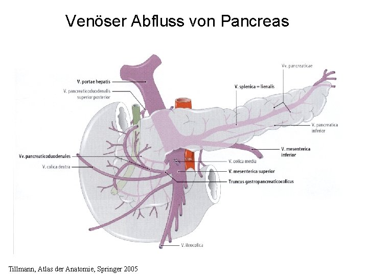 Venöser Abfluss von Pancreas Tillmann, Atlas der Anatomie, Springer 2005 