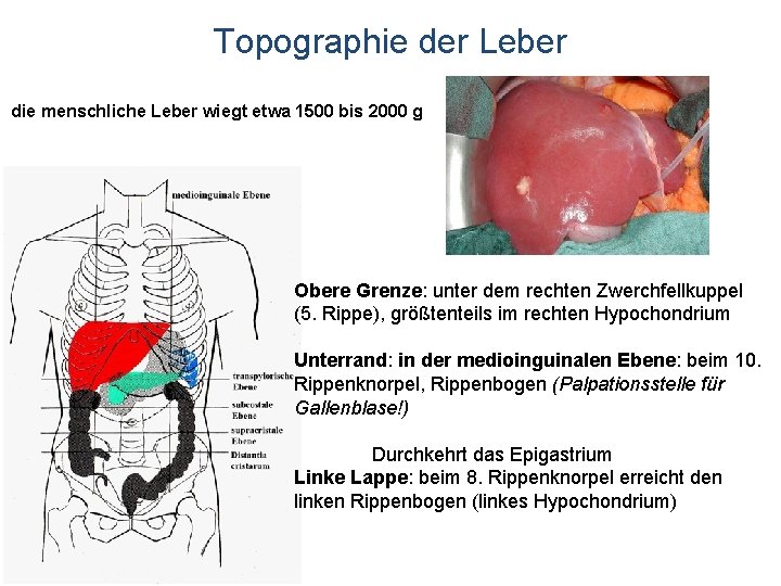 Topographie der Leber die menschliche Leber wiegt etwa 1500 bis 2000 g Obere Grenze: