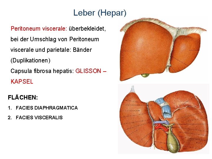 Leber (Hepar) Peritoneum viscerale: überbekleidet, bei der Umschlag von Peritoneum viscerale und parietale: Bänder