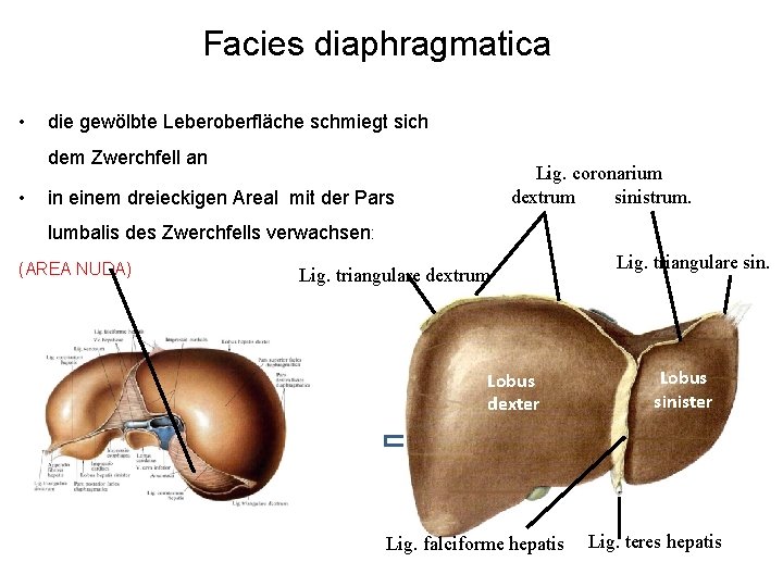 Facies diaphragmatica • die gewölbte Leberoberfläche schmiegt sich dem Zwerchfell an • Lig. coronarium