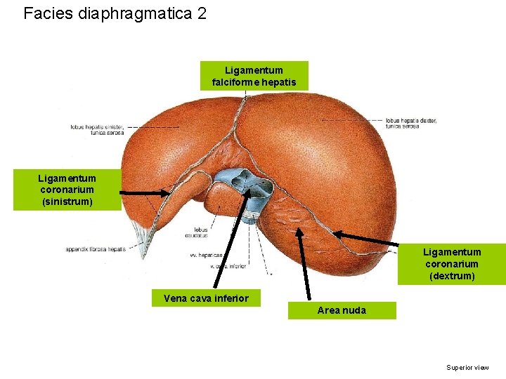 Facies diaphragmatica 2 Ligamentum falciforme hepatis Ligamentum coronarium (sinistrum) Ligamentum coronarium (dextrum) Vena cava