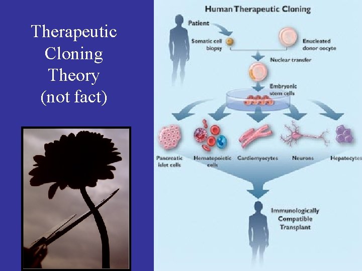 Therapeutic Cloning Theory (not fact) 