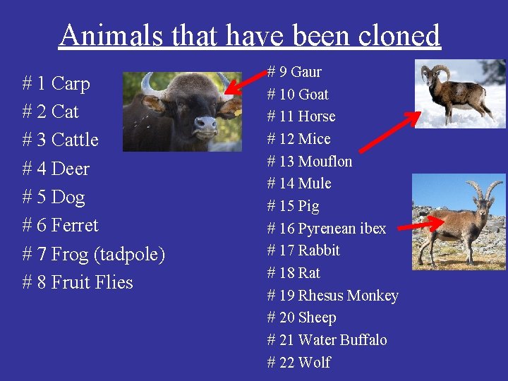 Animals that have been cloned # 1 Carp # 2 Cat # 3 Cattle