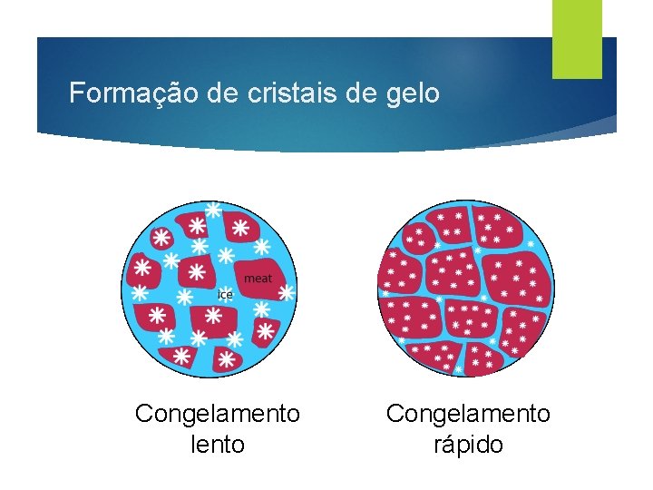 Formação de cristais de gelo Congelamento lento Congelamento rápido 