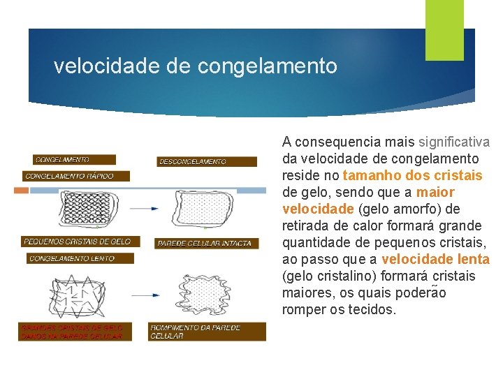 velocidade de congelamento A consequencia mais significativa da velocidade de congelamento reside no tamanho