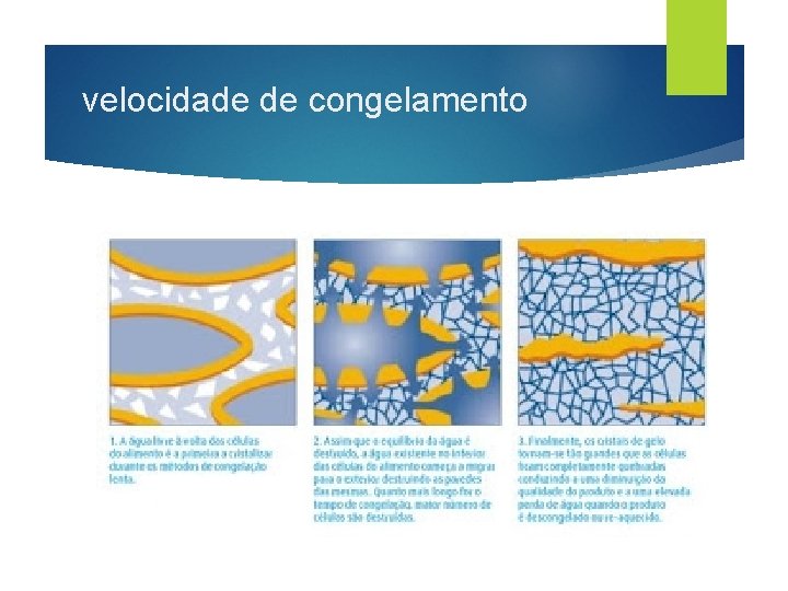 velocidade de congelamento 