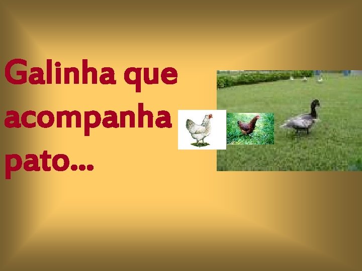 Galinha que acompanha pato. . . 