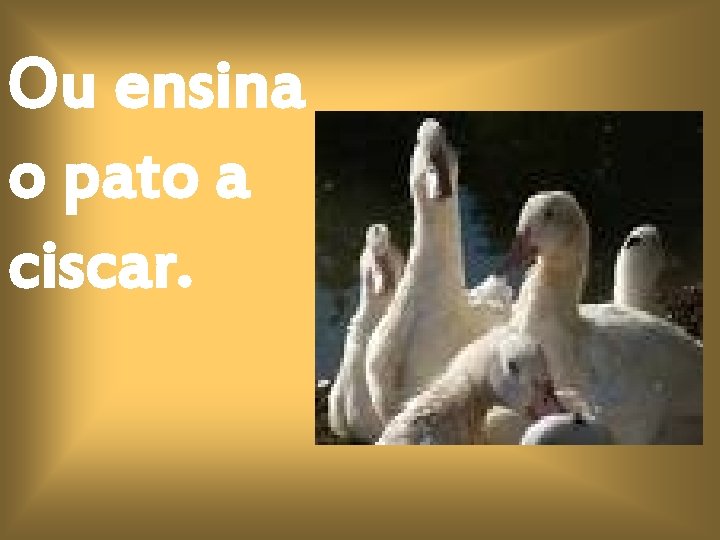 Ou ensina o pato a ciscar. 