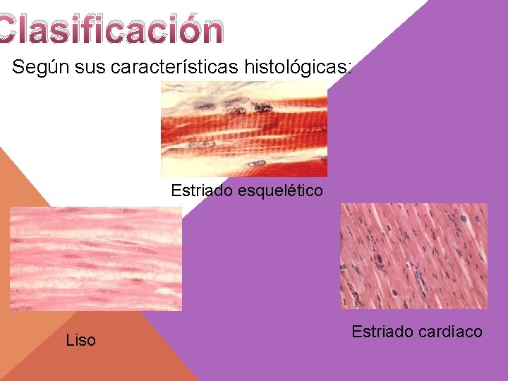 Clasificación Según sus características histológicas: Estriado esquelético Liso Estriado cardíaco 