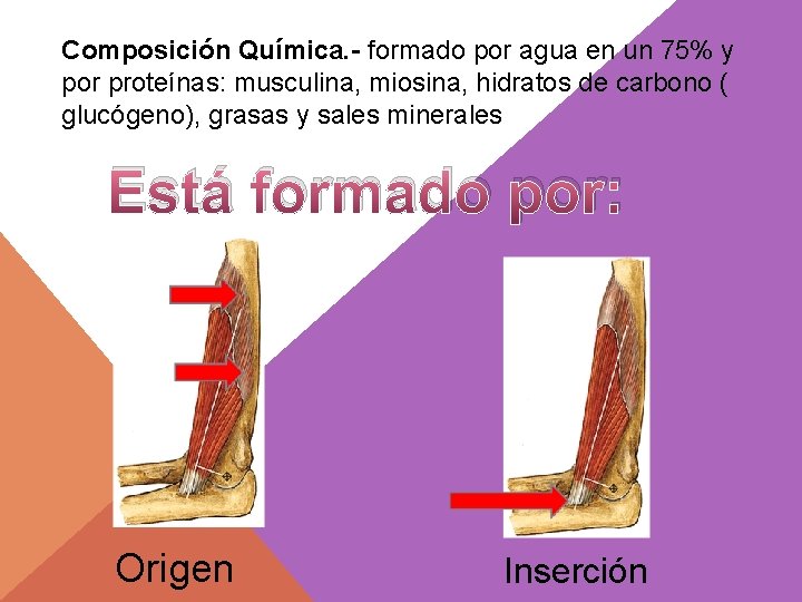 Composición Química. - formado por agua en un 75% y por proteínas: musculina, miosina,