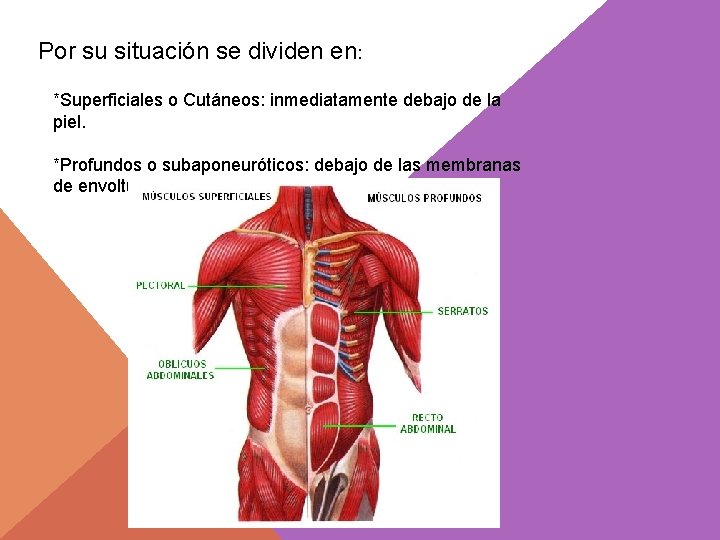 Por su situación se dividen en: *Superficiales o Cutáneos: inmediatamente debajo de la piel.