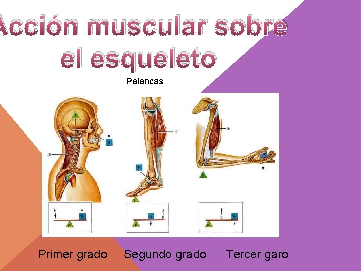 Acción muscular sobre el esqueleto Palancas Primer grado Segundo grado Tercer garo 