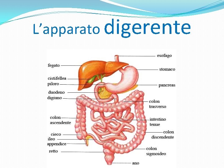 L’apparato digerente 