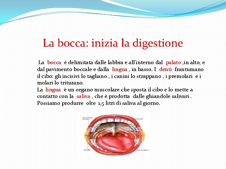 La bocca: inizia la digestione La bocca è delimitata dalle labbra e all’interno dal