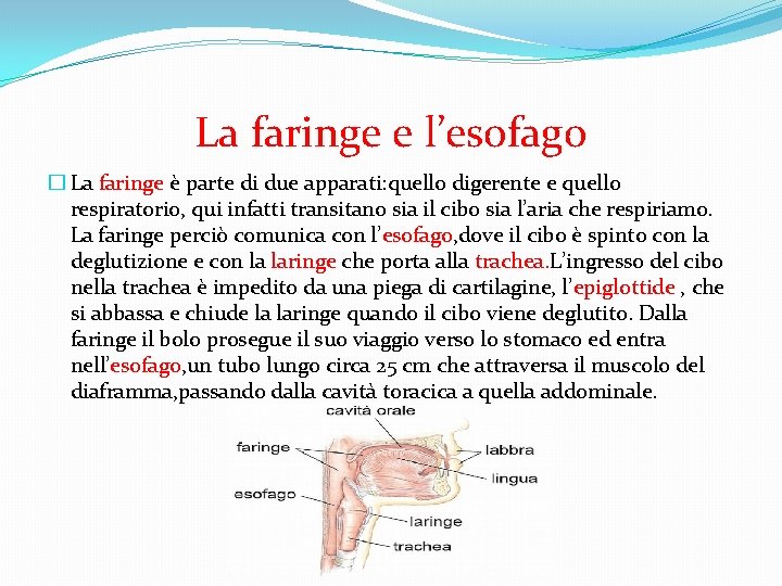 La faringe e l’esofago � La faringe è parte di due apparati: quello digerente