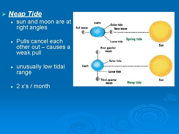 Ø Neap Tide l l sun and moon are at right angles Pulls cancel
