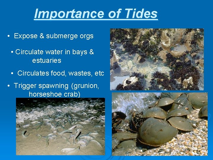 Importance of Tides • Expose & submerge orgs • Circulate water in bays &