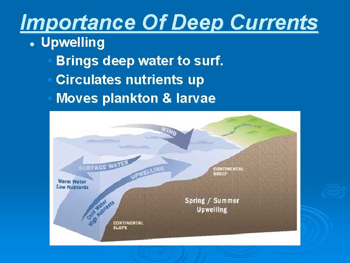 Importance Of Deep Currents l Upwelling • Brings deep water to surf. • Circulates
