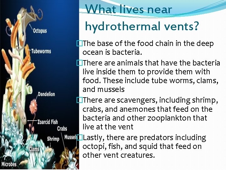 What lives near hydrothermal vents? �The base of the food chain in the deep