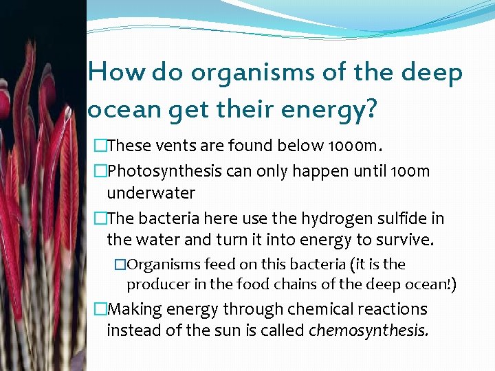 How do organisms of the deep ocean get their energy? �These vents are found