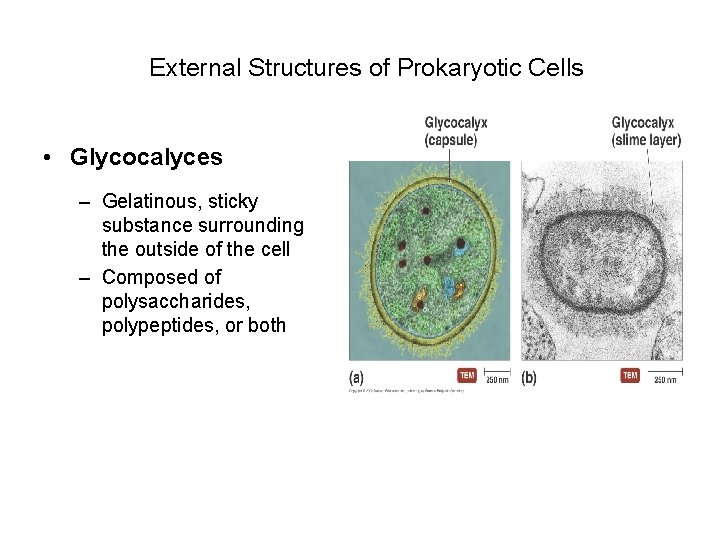  External Structures of Prokaryotic Cells • Glycocalyces – Gelatinous, sticky substance surrounding the