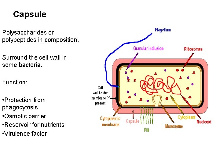Capsule Polysaccharides or polypeptides in composition. Surround the cell wall in some bacteria. Function: