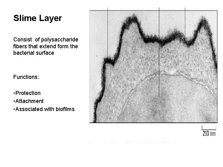 Slime Layer Consist of polysaccharide fibers that extend form the bacterial surface Functions: •
