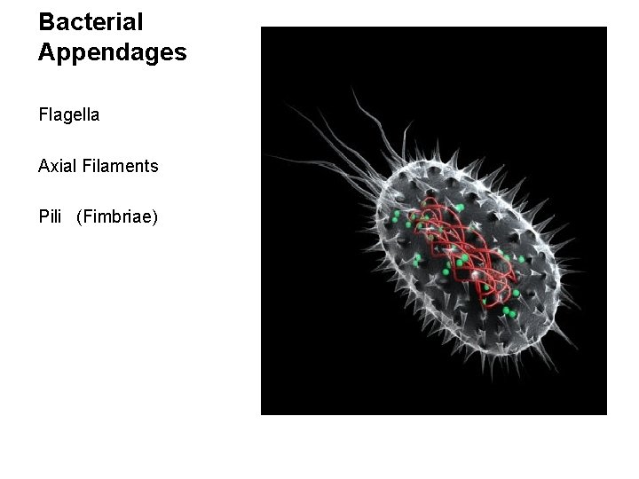 Bacterial Appendages Flagella Axial Filaments Pili (Fimbriae) 