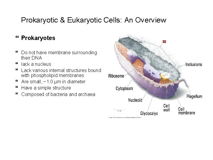  Prokaryotic & Eukaryotic Cells: An Overview Prokaryotes Do not have membrane surrounding their