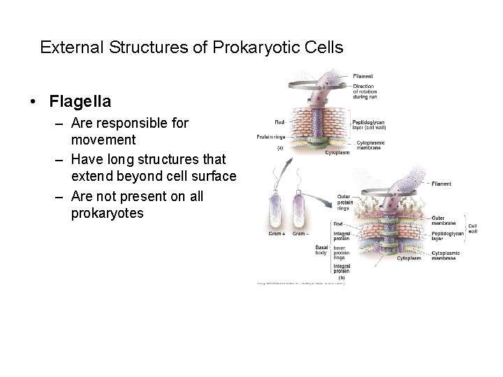  External Structures of Prokaryotic Cells • Flagella – Are responsible for movement –