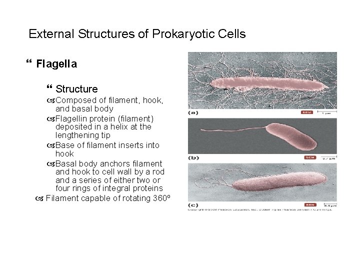  External Structures of Prokaryotic Cells Flagella Structure Composed of filament, hook, and basal