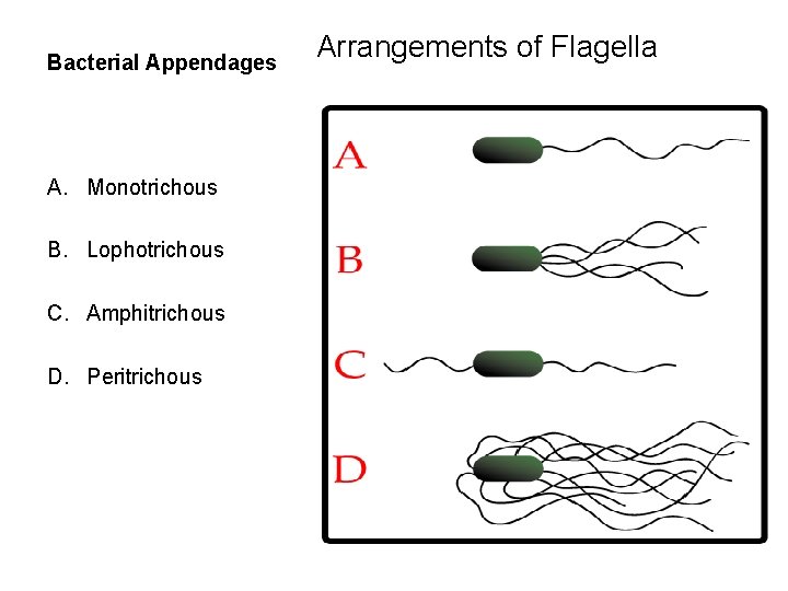 Bacterial Appendages A. Monotrichous B. Lophotrichous C. Amphitrichous D. Peritrichous Arrangements of Flagella 
