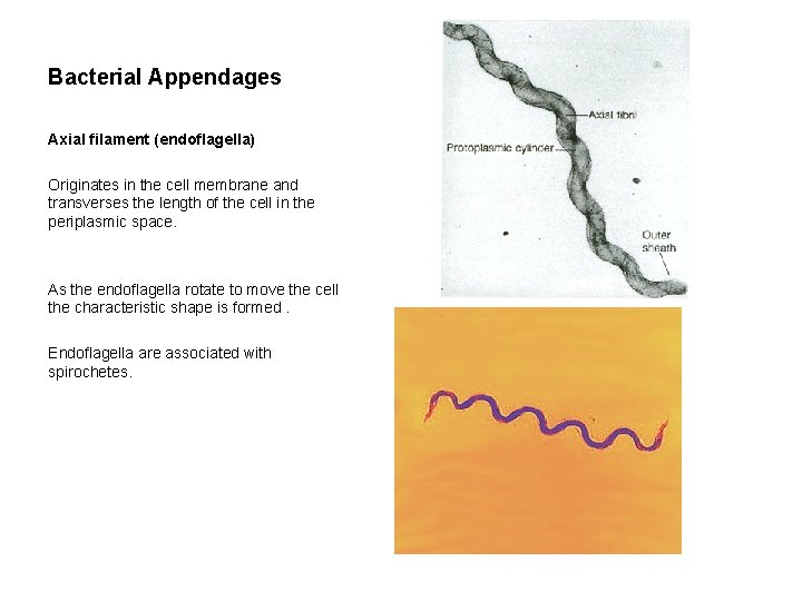 Bacterial Appendages Axial filament (endoflagella) Originates in the cell membrane and transverses the length