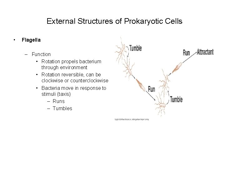  External Structures of Prokaryotic Cells • Flagella – Function • Rotation propels bacterium
