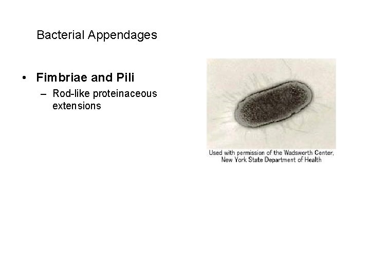  Bacterial Appendages • Fimbriae and Pili – Rod-like proteinaceous extensions 