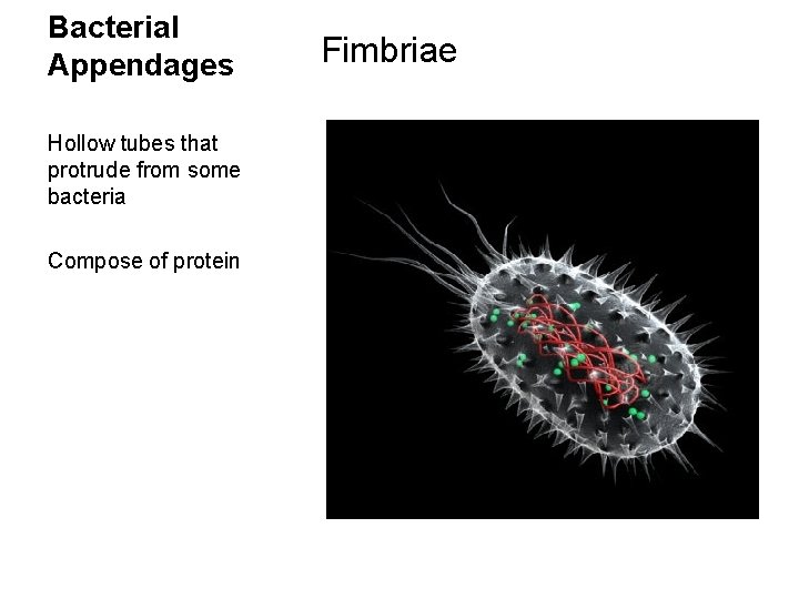 Bacterial Appendages Hollow tubes that protrude from some bacteria Compose of protein Fimbriae 