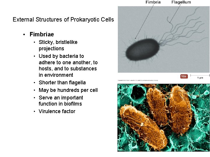 External Structures of Prokaryotic Cells • Fimbriae • Sticky, bristlelike projections • Used by