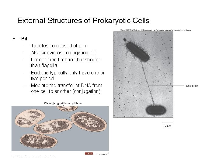 External Structures of Prokaryotic Cells • Pili – Tubules composed of pilin –