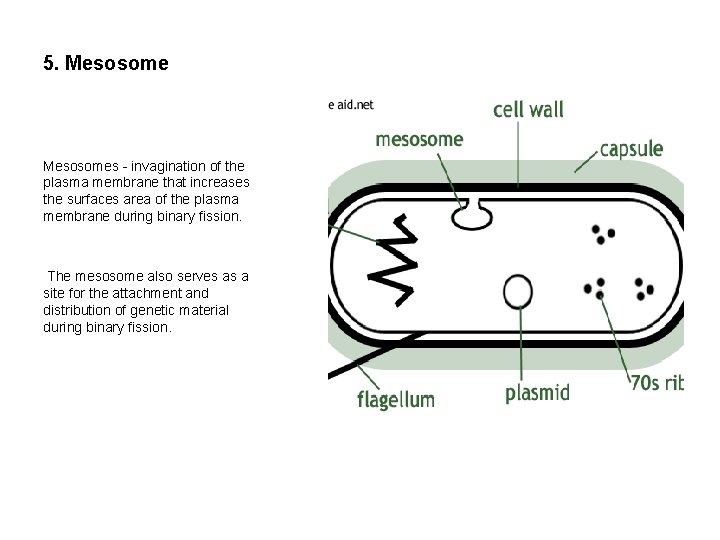 5. Mesosomes - invagination of the plasma membrane that increases the surfaces area of