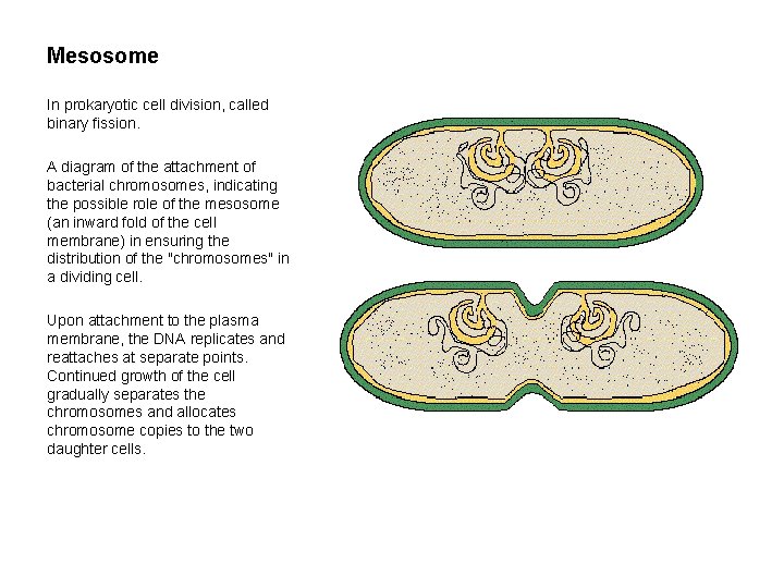 Mesosome In prokaryotic cell division, called binary fission. A diagram of the attachment of