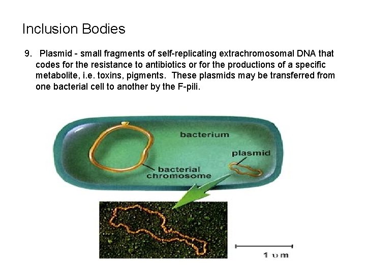 Inclusion Bodies 9. Plasmid - small fragments of self-replicating extrachromosomal DNA that codes for