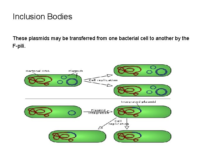 Inclusion Bodies These plasmids may be transferred from one bacterial cell to another by