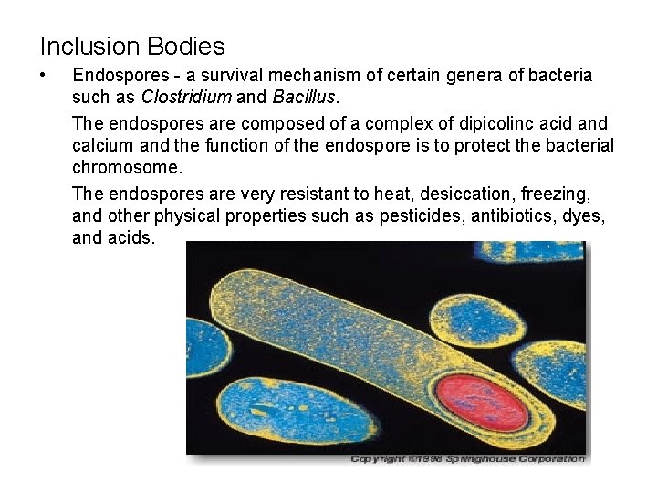 Inclusion Bodies • Endospores - a survival mechanism of certain genera of bacteria such