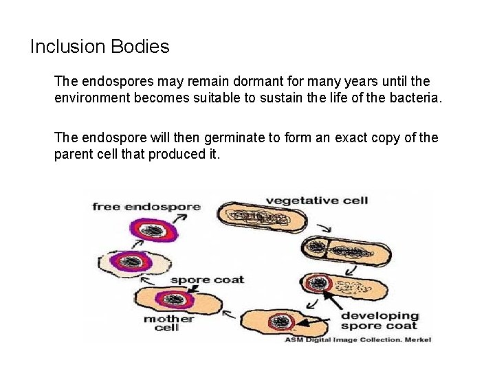 Inclusion Bodies The endospores may remain dormant for many years until the environment becomes