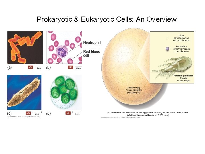  Prokaryotic & Eukaryotic Cells: An Overview [INSERT FIGURE 3. 1] 