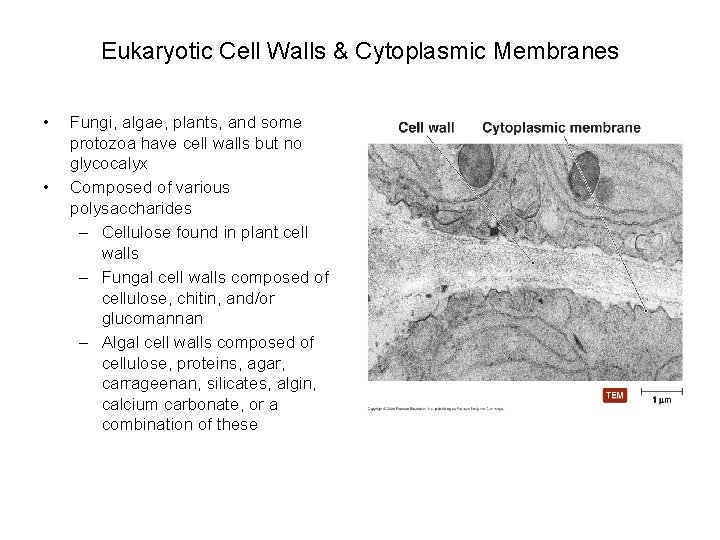 Eukaryotic Cell Walls & Cytoplasmic Membranes • • Fungi, algae, plants, and some protozoa
