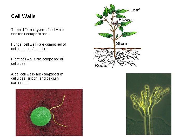 Cell Walls Three different types of cell walls and their compositions: Fungal cell walls