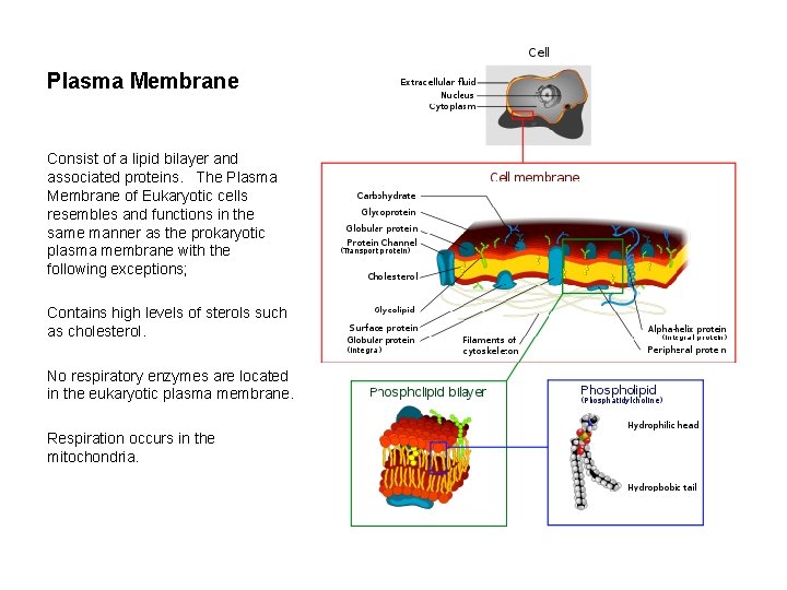 Plasma Membrane Consist of a lipid bilayer and associated proteins. The Plasma Membrane of