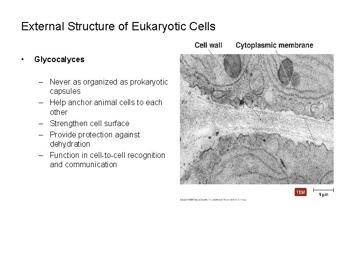 External Structure of Eukaryotic Cells • Glycocalyces – Never as organized as prokaryotic capsules