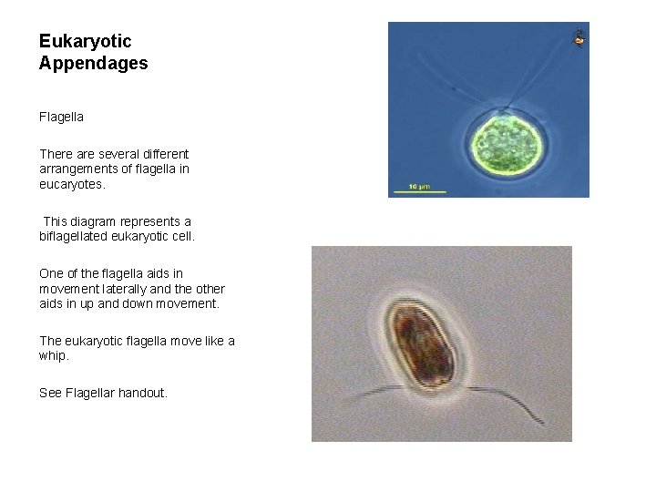 Eukaryotic Appendages Flagella There are several different arrangements of flagella in eucaryotes. This diagram